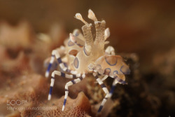 socialfoto:harlequin shrimp Harlequin shrimp