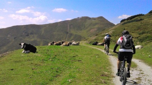 roaradventures: Moo-ving scenery of a bike tour of Italy RELATED: The Dolomites Bike Tour → 