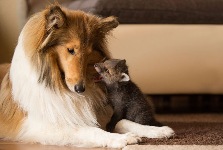 kimberryberry:  sistahmamaqueen:  awesome-picz:    Dog Adopts A Baby Fox After His