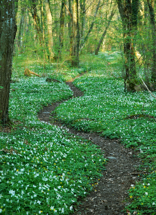 wanderthewood:  Blekinge, Sweden by Odin75 
