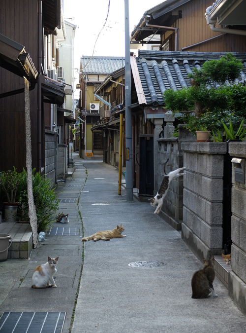 iwashilove:食後のまたーりらしい。