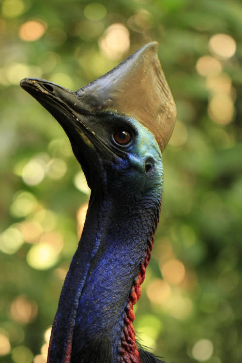 creatures-alive:Portrait of a wild Cassowary by Wouter Maes