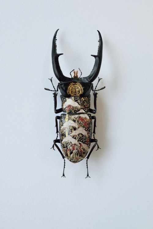 steampunktendencies:  Oil on Beetle by Akihiro Higuchi  