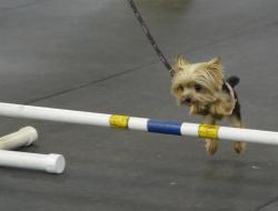 dogjournal:  WORLD’S SMALLEST WORKING DOG