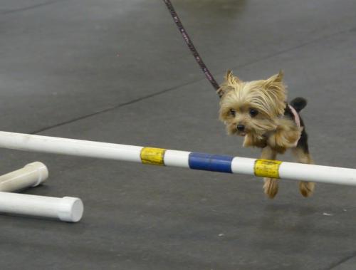 dogjournal:  WORLD’S SMALLEST WORKING DOG - “She went from homeless to a Guinness world record for the smallest working dog in the world” A Yorkshire Terrier named Lucy is recognized by the Guinness World Records as the world’s smallest working