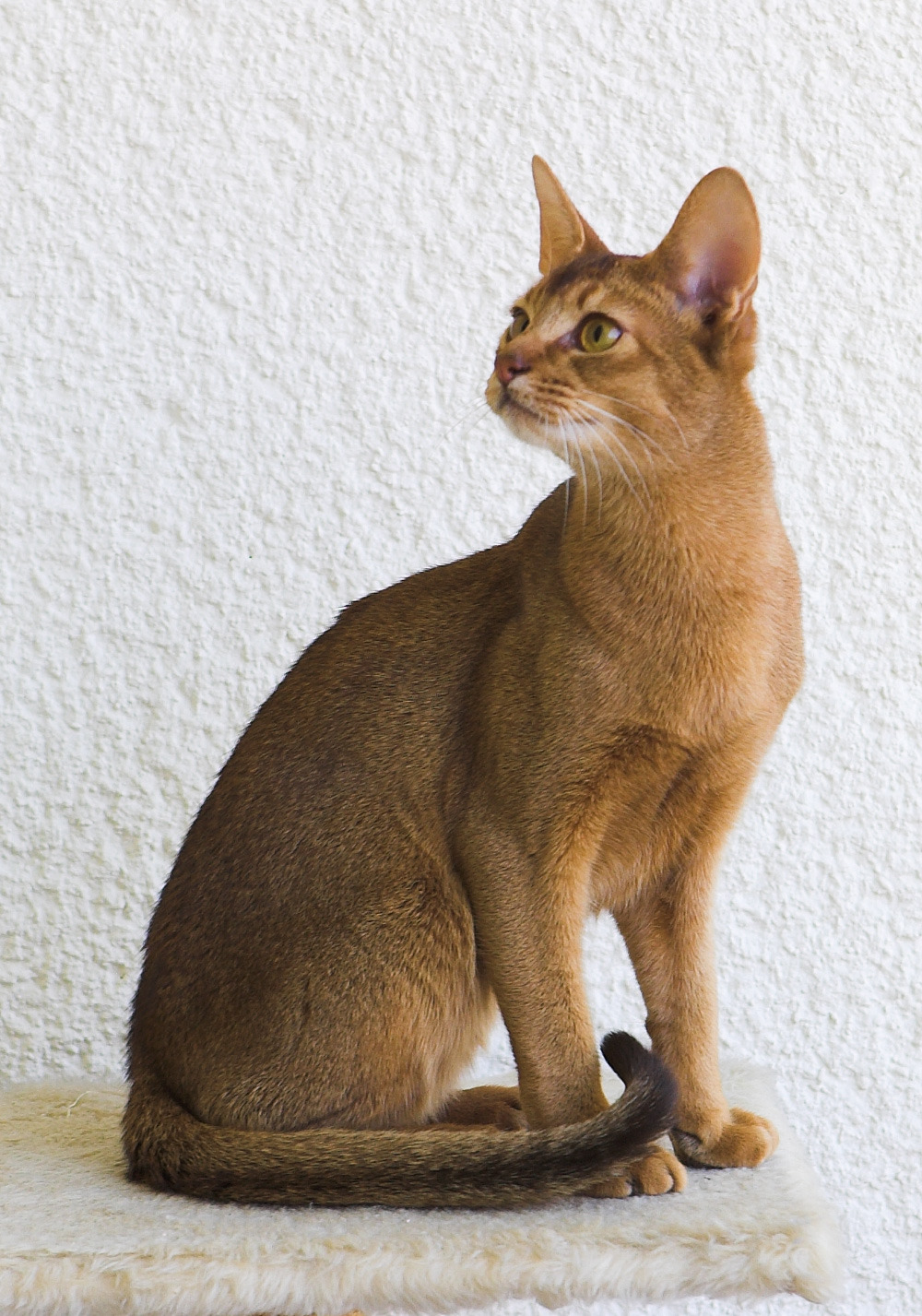 Races of The Elder Scrolls as dogs and cats