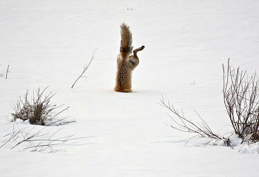 mirkokosmos:  Foxes in Snow  your He@rt needs J0y