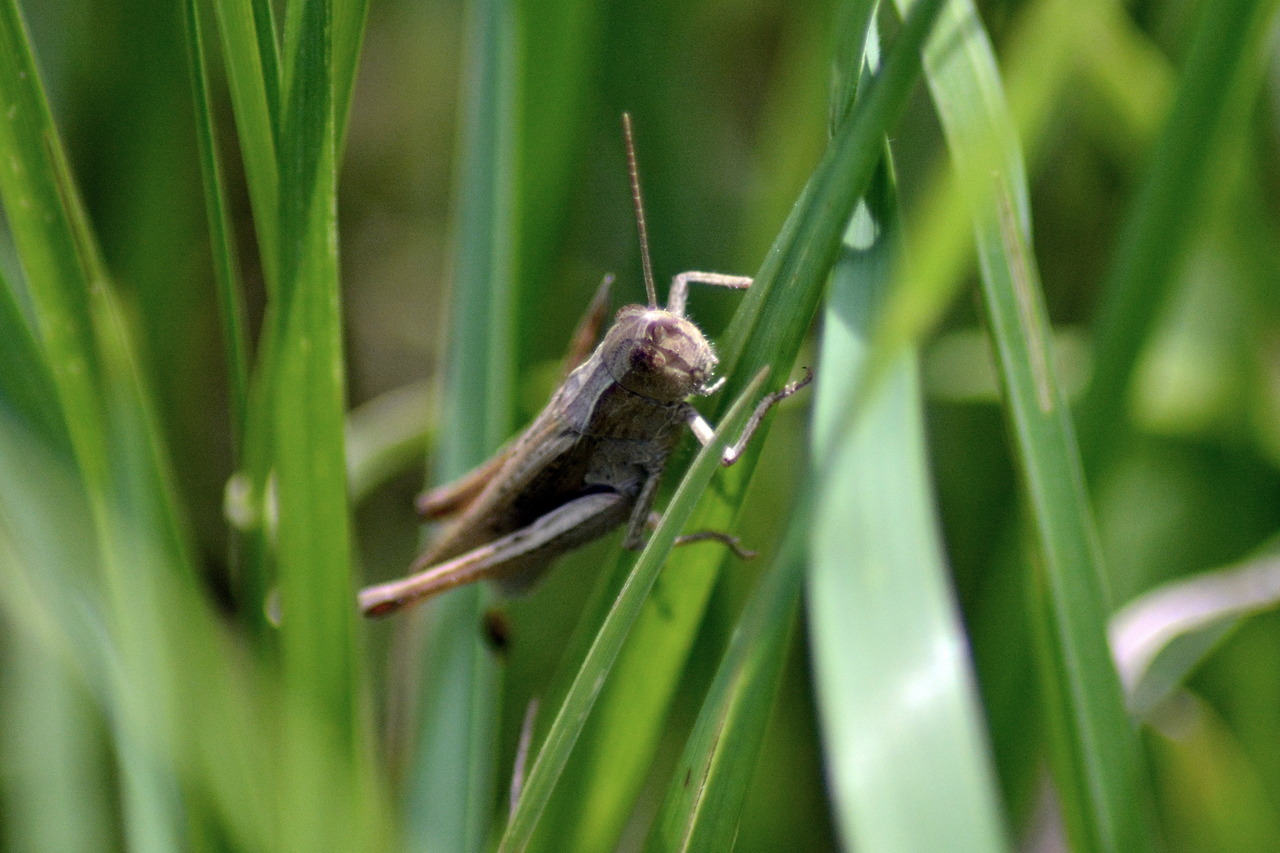 grasshopper