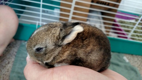 san-tokii:All of the babies have opened their eyes now! Follow for more baby bunnies!