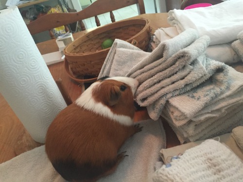 hubert-the-guinea-pig:  He is so helpful.  Sweetie!