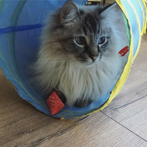 Nugget found his favorite toy back @simonscatofficial #simonscat https://ift.tt/2PBtUeI