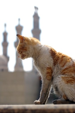egyptianways: Cairo cat