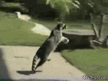 faggotweather:  my signature gif   