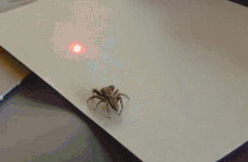normalcyisoverrated-beyou:  crowley-the-arse-butt:  Wtf spiders do it too?!  Now I know how to lead a spider out of my house. Noted for future reference 