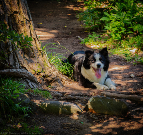 Border Collie on Coastal TrailAlthough we arrived early to shoot the coastline, it was already very 