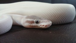 herps-and-derps:  Mojo jojo, my little snowball, a super mojave my friend chris towers produced (hes an amazing breeder around here) 