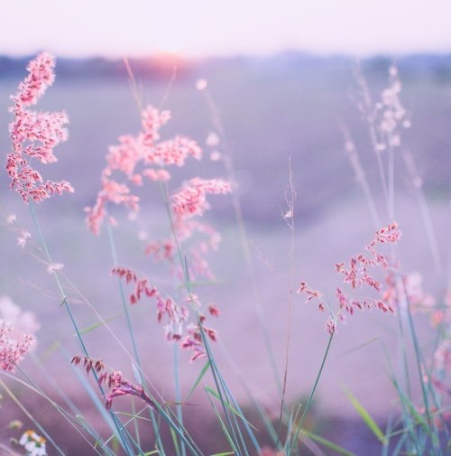 She Was Very Dainty, A Fairy-like Little Thing. D.H. Lawrence,~ Archive Moodboard For @annpng *: ~