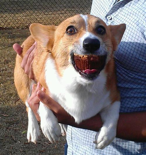 corgiaddict:thecorgi:Someone brought doggie cupcakes to the dog park….This is my dog.Re-reblogging b