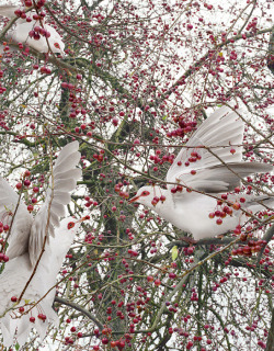 asylum-art:  Simen Johan Photography Simen