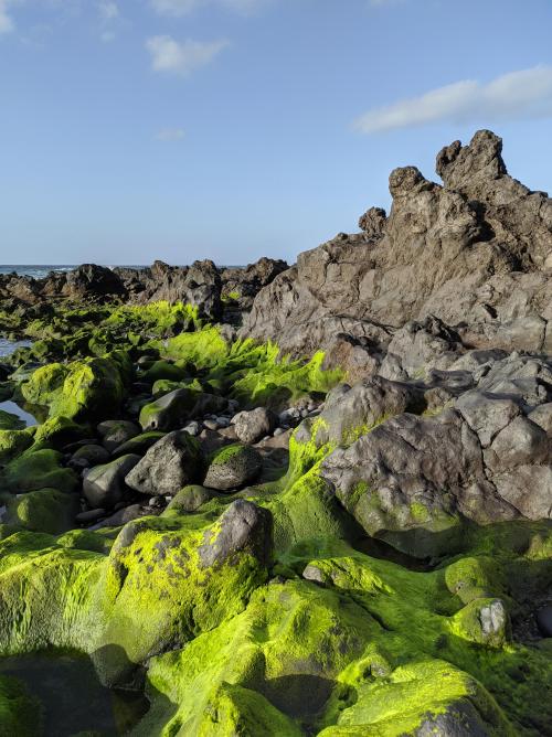 oneshotolive:  Algae on rocks in Tenerife, Spain [OC] [3472x4640] 📷: Zipsi 