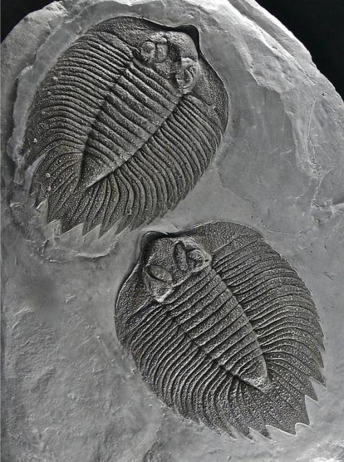 amnhnyc: Wake up with this Trilobite Tuesday!  It may strike you as strange to consider a trilo