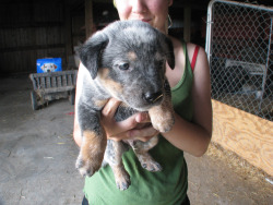 rovinglovers:  Here’s our new baby! Our photogenic gorgeous baby! :’) We pick him up Thursday and expect a video and/or many photos. cx He’s so perfect and intelligent looking too. /sobGuest starring: My hand and Foster’s adorableness. &lt;3Look