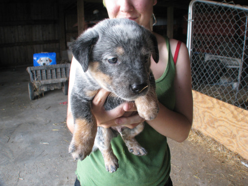 rovinglovers:  Here’s our new baby! Our photogenic gorgeous baby! :’) We pick him up Thursday and expect a video and/or many photos. cx He’s so perfect and intelligent looking too. /sobGuest starring: My hand and Foster’s adorableness. <3Look