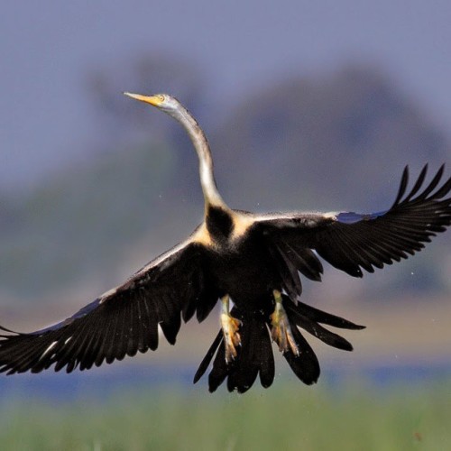 Darter &hellip;take off  #bnsnatureshot #bns_india #tweetsuites #vq_birds #tweetsuites #bestbird