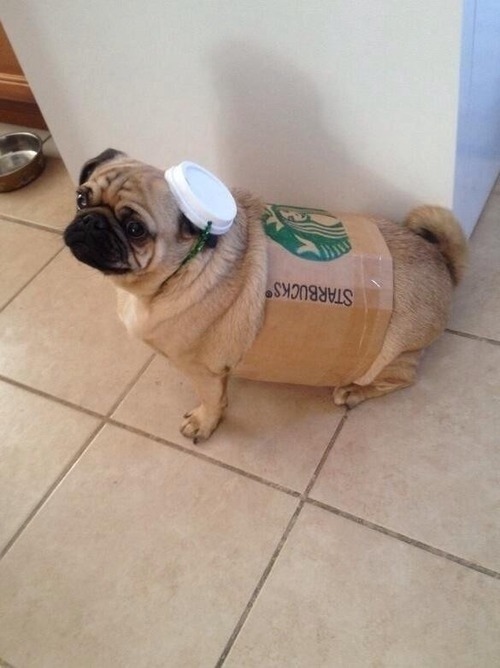 buzzfeed:  Pugs wearing costumes are always amazing. 