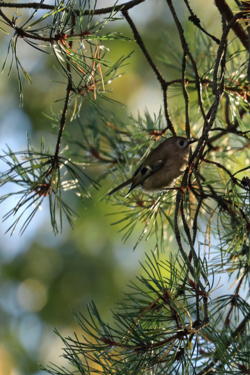 A goldcrest/kungsfågel high up in a pine tree.