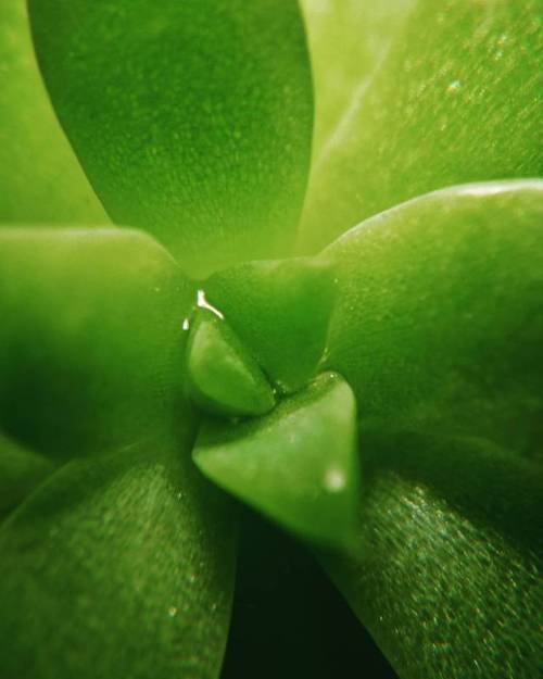 Trying out my new macro lens on our succulent plant. #macrolove