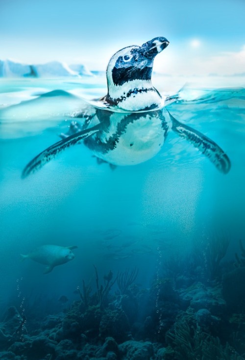 wilddeepblueseas:  Penguin | Peter Hernandez                   