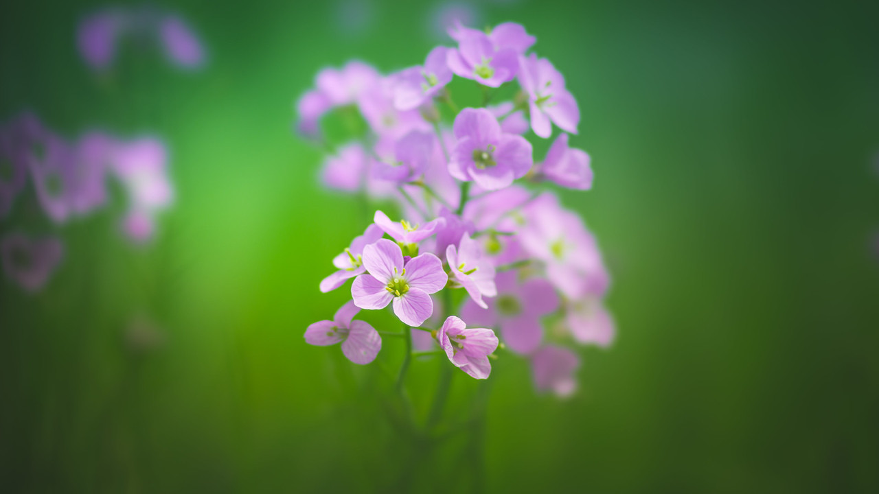 90377:  Meadow Wildflower by Dhina A   