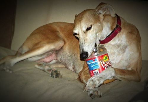 taigas-den:simply-canine:galtx:GALT eNews: Peanut Butter with Xylitol Can Kill Dogs - Please Read&nb