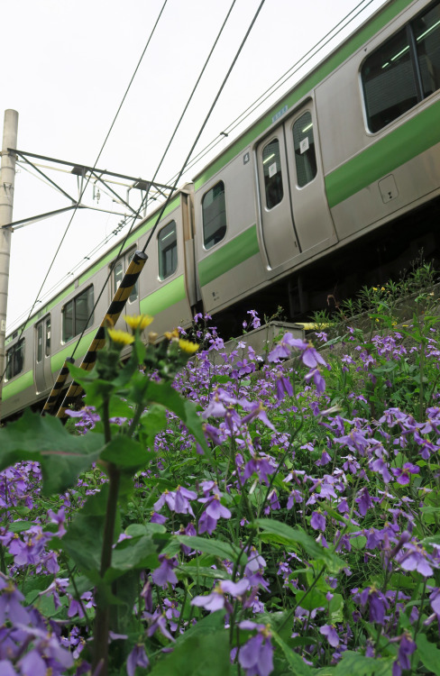 ninetail-fox:  weeds ,Ebisu