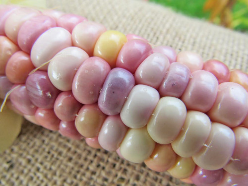 natureisthegreatestartist:Pretty, yes? Here’s an example of the Glass Gem corn I grew this yea