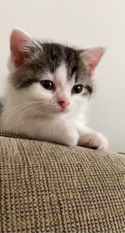 awsomecutecats