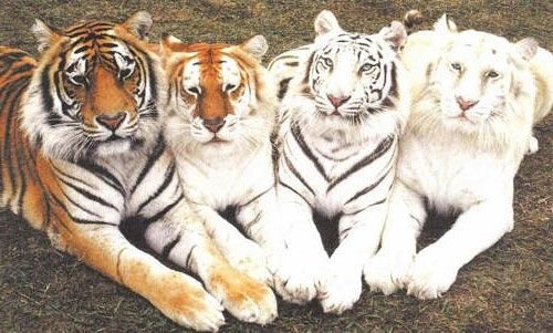 sixpenceee:  A picture showing tiger variations.