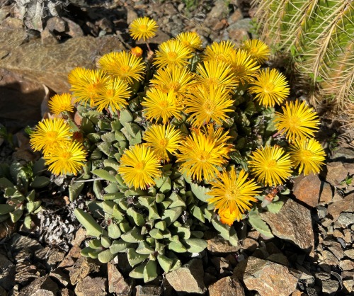 Carruanthus ringens
Carruanthus is a small genus in the Aizoaceae, or Ice Plant Family, with only 2 species. Like the plants in the larger genus Faucaria, they have leaves with toothy edges. but they have stalked flowers that rise like parasols above...