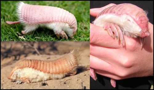 Pink Fairy Armadillo