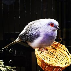 #Diamonddove #Purple #Herlittleegginherfeet #Eeeeee              #🐦🐦🐦🐦