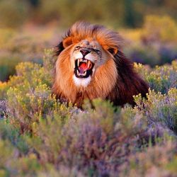 geographicwild: ROAR! Photo by @hobermanbooks