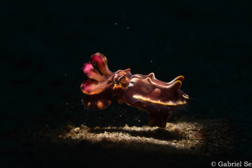 flamboyant cuttlefish