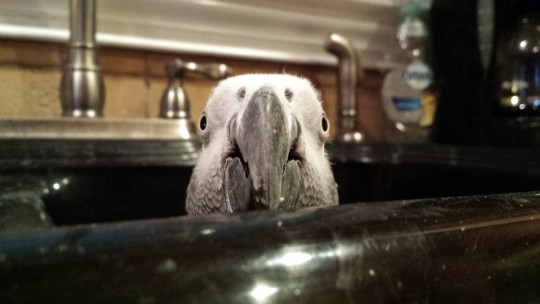spitegoblin:  A member of one of the most intelligent bird species on the planet has fallen and trapped himself in a kitchen sink, all because he saw some old cereal in the drain.  Nature is beautiful. 