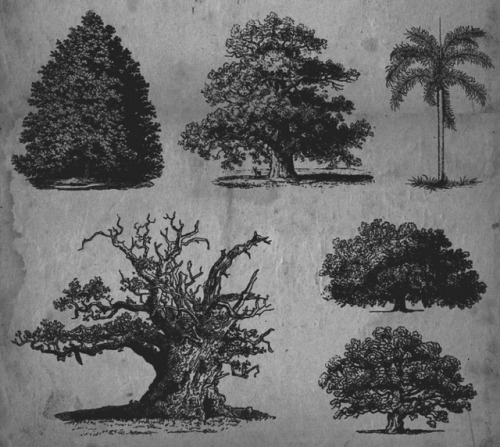 chaosophia218:Scientific Illustrations of the Trees.