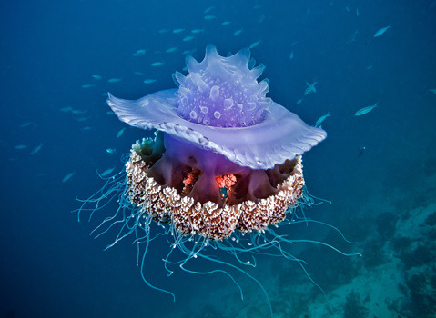 sixpenceee:  Crown jellyfishes are the six families of true jellyfish that belong to the order Coronatae. They are distinguished from other jellyfish by the presence of a deep groove running around the umbrella, giving them the crown shape from which