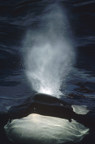 thelovelyseas:  Orca (Orcinus orca) surfacing, British Columbia, Canada by Flip Nicklin