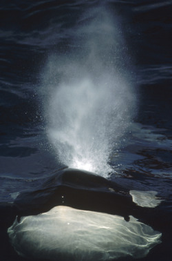 thelovelyseas:  Orca (Orcinus orca) surfacing,