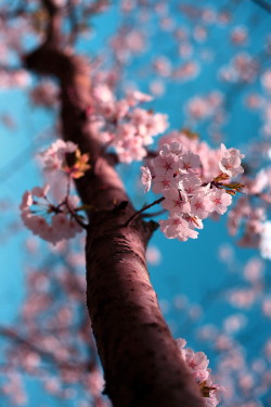 cravehiminallways212:  Springtime and cherry