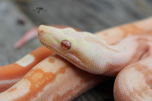 crispysnakes:Tropical Breeze - Sunlgow arabkey (Boa imperator)Oh my god! Look at this wiggly candy c